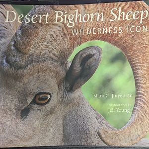 Desert Bighorn Sheep: Wilderness Icon