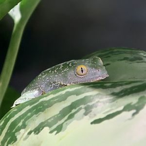 Fringed Leaf Frog (Cruziohyla craspedopus)