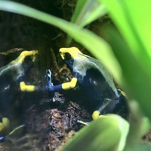 Dyeing Poison Dart Frog (Dendrobates tinctorius) - Peacock Morph