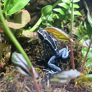 Dyeing Poison Dart Frog (Dendrobates tinctorius) - Powder Blue Morph
