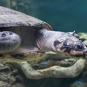 Arrau River Turtle (Podocnemis expansa)
