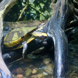Twist-Necked Turtle (Platemys platycephala platycephala)