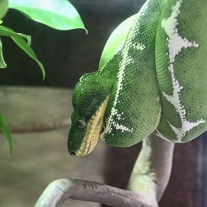 Amazon Basin Emerald Tree Boa (Corallus batesii)