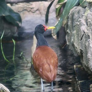 Wattled Jacana (Jacana jacana)