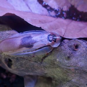 Central American Giant Cave Cockroach (Blaberus giganteus)