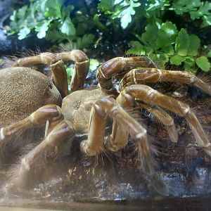 Burgundy Goliath Birdeater (Theraphosa stirmi)