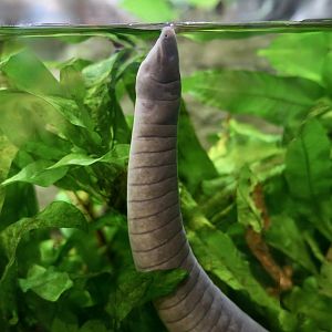 Rio Cauca Caecilian (Typhlonectes natans)