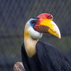 Male Wrinkled Hornbill