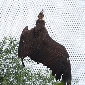 Cinereous vulture (Aegypius monachus) on aviary mesh, 2023-07-26