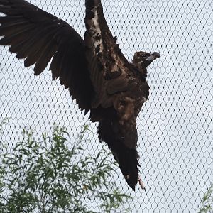 Cinereous vulture (Aegypius monachus) on aviary mesh, 2023-07-26