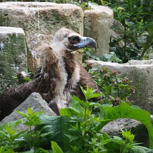 Cinereous vulture (Aegypius monachus), 2023-07-26