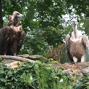 Cinereous vulture (Aegypius monachus) and Western Eurasian griffon vulture (Gyps fulvus fulvus), 2023-07-26