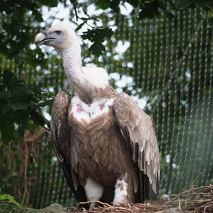 Western Eurasian griffon vulture (Gyps fulvus fulvus), 2023-07-26