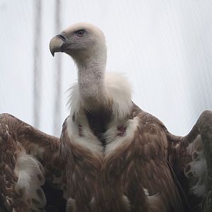 Western Eurasian griffon vulture (Gyps fulvus fulvus), 2023-07-26