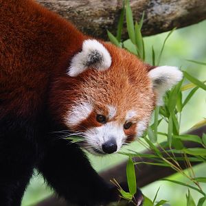 Nepalese red panda (Ailurus fulgens), 2023-07-26