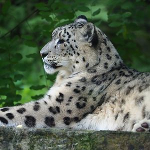 Snow leopard (Panthera uncia), 2023-07-26