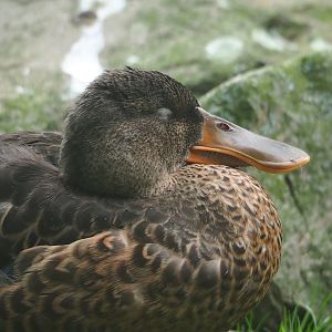 Northern shoveler (Spatula clypeata), 2023-07-26