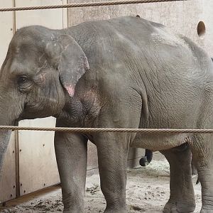 Asian elephant (Elephas maximus), 2023-07-26