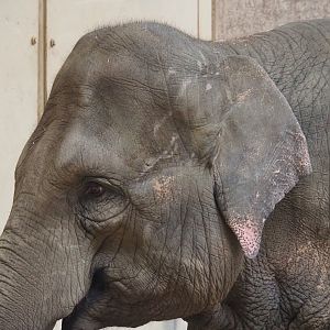 Asian elephant (Elephas maximus), 2023-07-26