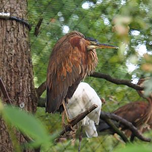 Subadult Purple heron (Ardea purpurea), 2023-07-26