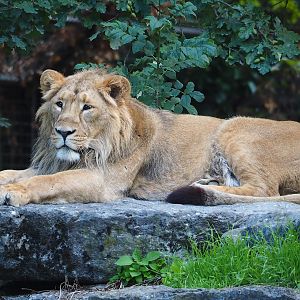 Asiatic lion (Panthera leo leo), 2023-07-26