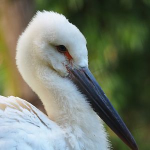 Juvenile Oriental white stork (Ciconia boyciana), 2023-07-26