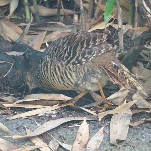 Female Golden pheasant (Chrysolophus pictus), 2023-07-26
