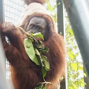 Sumatran orangutan (Pongo abelii), 2023-07-26