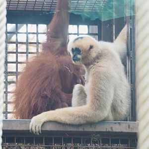 Juvenile Sumatran orangutan (Pongo abelii) and Female Northern White-cheeked Gibbon (Nomascus leucogenys), 2023-07-26