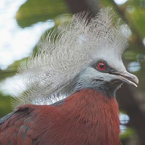 Sclater's crowned pigeon (Goura sclateri), 2023-07-26