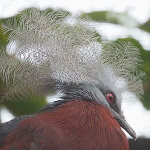 Sclater's crowned pigeon (Goura sclateri), 2023-07-26
