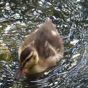 Mallard (Anas platyrhynchos) duckling, 2023-07-26