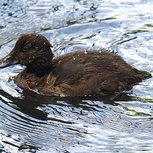 Tufted duck (Aythya fuligula) duckling, 2023-07-26