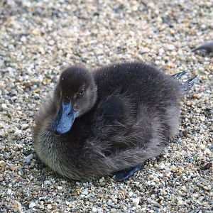 Tufted duck (Aythya fuligula) duckling, 2023-07-26