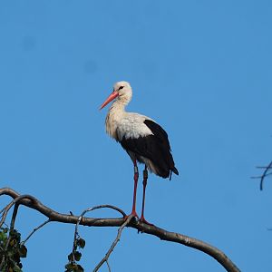 European white stork (Ciconia ciconia), 2023-07-26