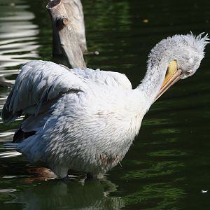 Dalmatian pelican (Pelecanus crispsus), 2023-07-26