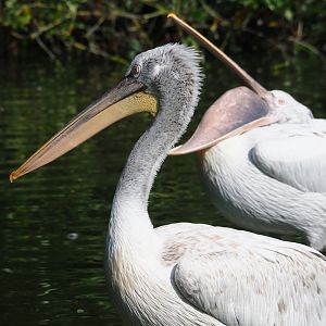 Dalmatian pelican (Pelecanus crispsus), 2023-07-26
