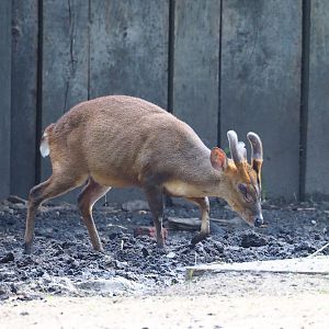 Reeves' muntjac (Muntiacus reevesi), 2023-07-26