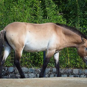 Przewalski's horse (Equus ferus przewalskii), 2023-07-26