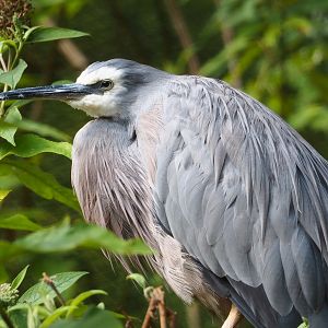 White-faced heron (Egretta novaehollandiae), 2023-07-26