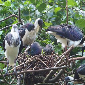 Straw-necked ibises (Threskiornis spinicollis), 2023-07-26