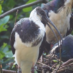 Juvenile Straw-necked ibise (Threskiornis spinicollis), 2023-07-26