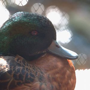 Chestnut teal (Anas castanea), 2023-07-26