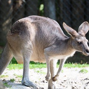 Eastern grey kangaroo (Macropus giganteus), 2023-07-26