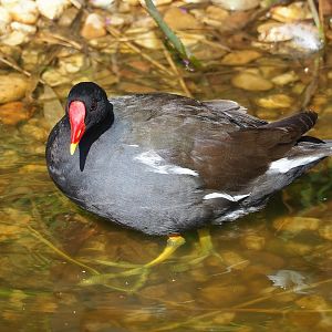 Wild Eurasian common moorhen (Gallinula chloropus chloropus), 2023-07-26