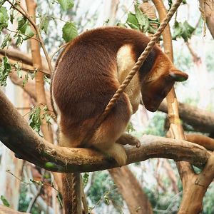 Goodfellow's tree kangaroo (Dendrolagus goodfellowi buergersi), 2023-07-26