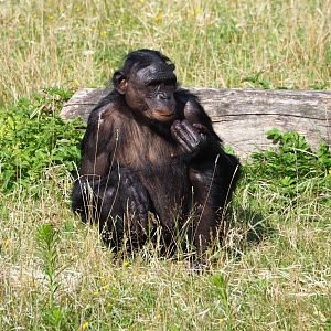 Bonobo (Pan paniscus), 2023-07-26