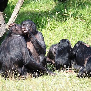 Bonobos (Pan paniscus), 2023-07-26