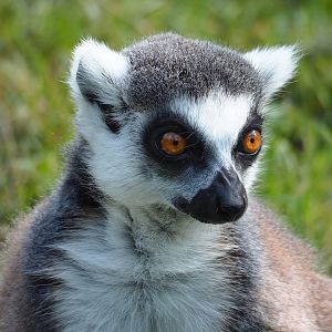 Ring-tailed lemurs (Lemur catta), 2023-07-26