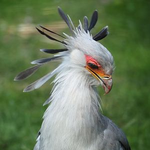 Secretary bird (Sagittarius serpentarius), 2023-07-26